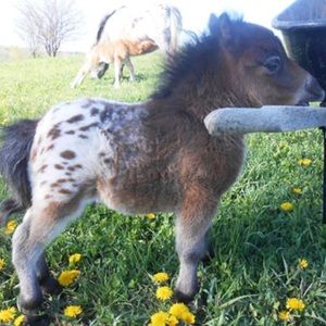 Meet your Posher, Hayley